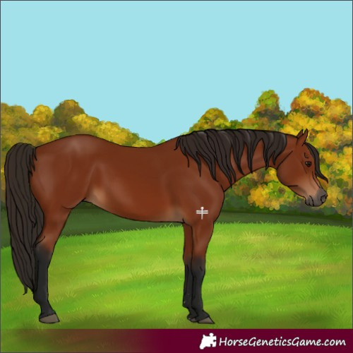 Horse Color:Gray Bay 