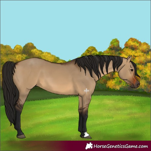 Horse Color:Gray Bay Dun 