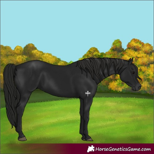 Horse Color:Gray Black 