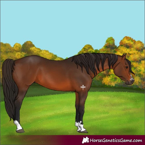 Horse Color:Gray Bay 