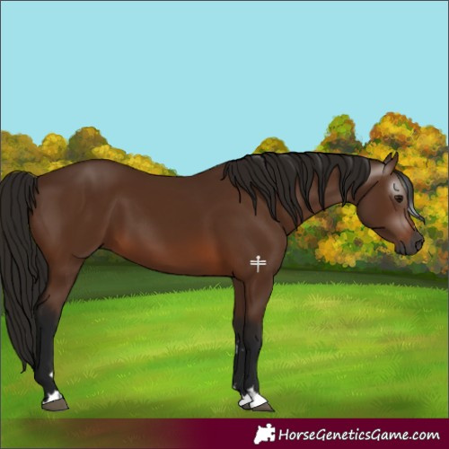 Horse Color:Gray Bay 