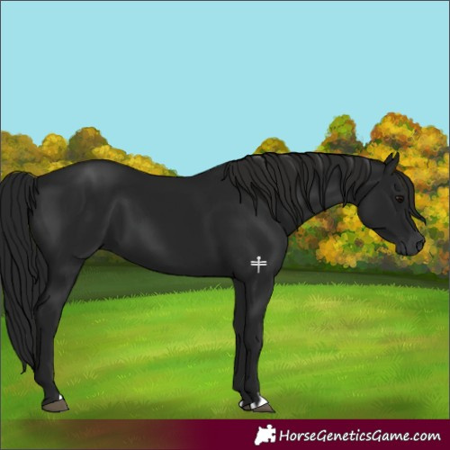 Horse Color:Gray Black 