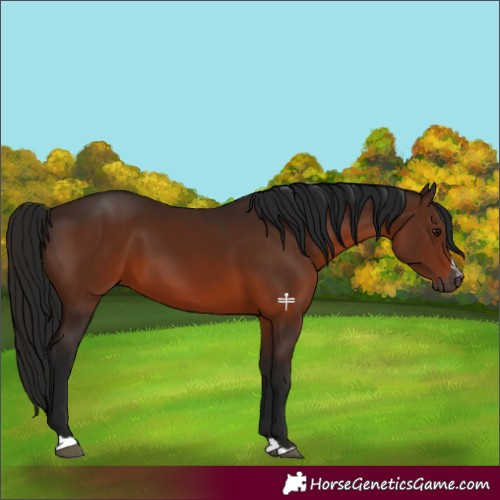 Horse Color:Gray Bay 