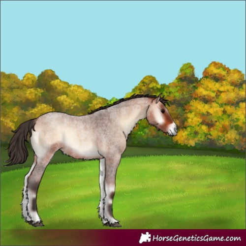 Horse Color:Bay Roan Onyx