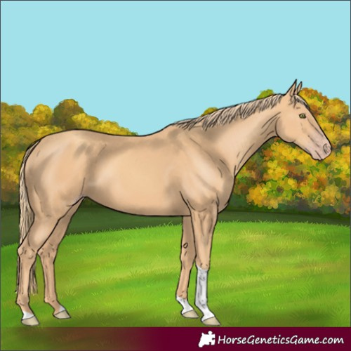 Horse Color:Gold Champagne Tobiano 