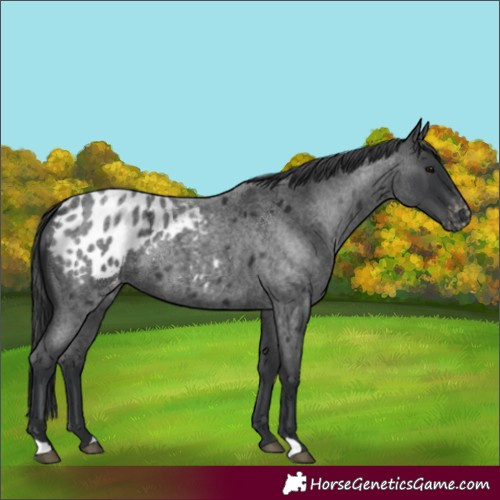 Horse Color:Blue Roan Appaloosa 
