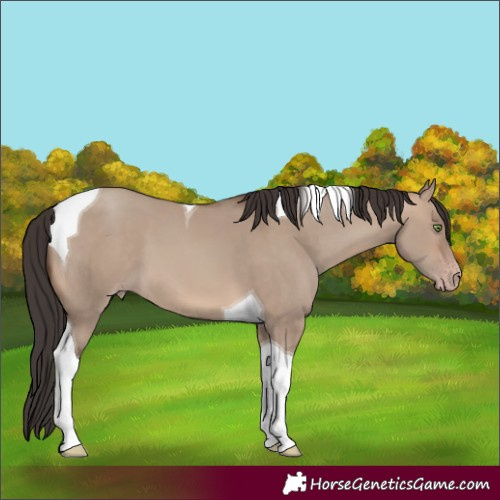 Horse Color:Sable Champagne Dun Tobiano 