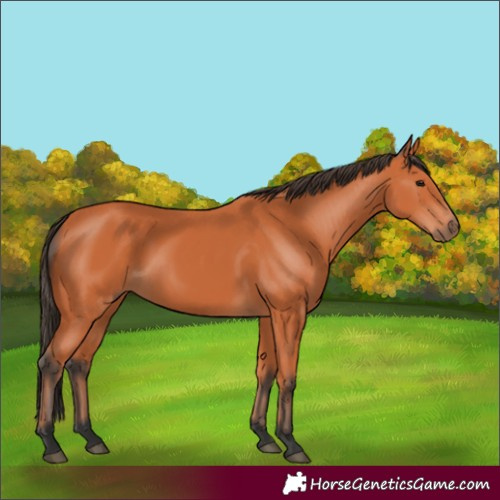 Horse Color:Bay 