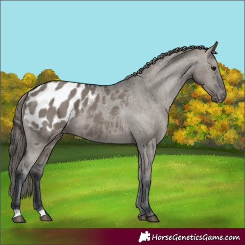 Horse Color:Grullo Appaloosa 