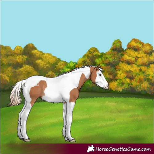 Horse Color:Chestnut Splash Tobiano Rabicano 