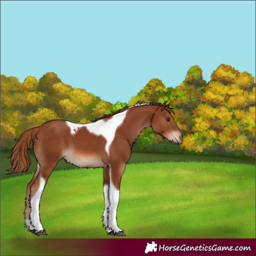 Horse Color:Chestnut Tobiano 