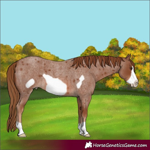 Horse Color:Red Roan Frame 