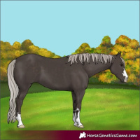 Horse Color:Silver Black