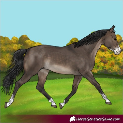 Horse Color:Brown Dun Sabino 