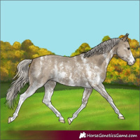 Horse Color:Silver Smoky Black Sabino