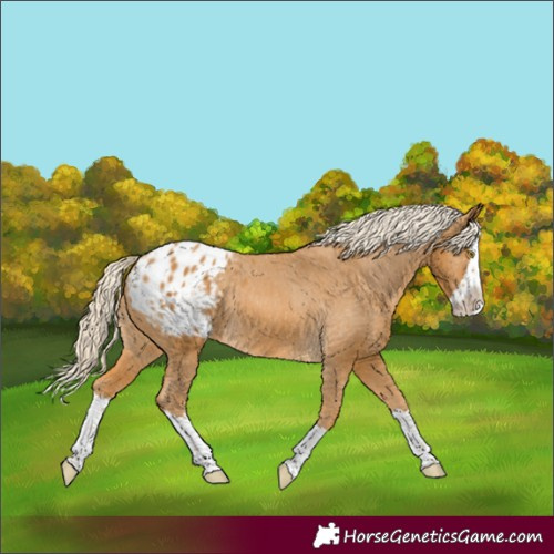 Horse Color:Palomino Splash Appaloosa Rabicano 