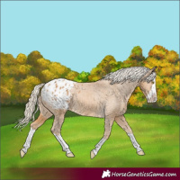 Horse Color:Palomino Splash Appaloosa Rabicano