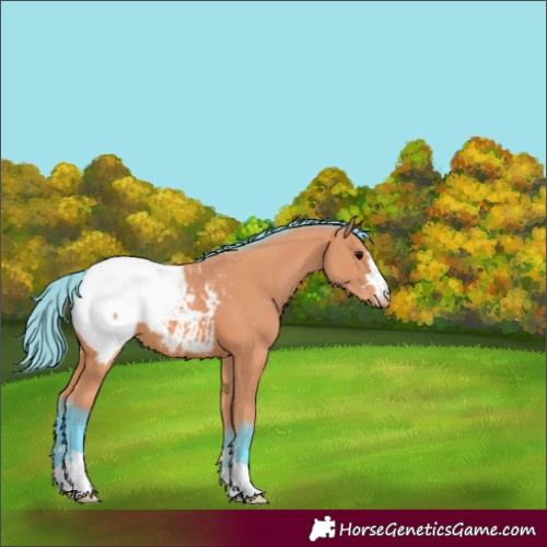 Horse Color:Watercolor Bay Appaloosa