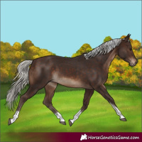 Horse Color:Silver Brown Tobiano 