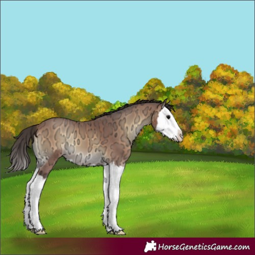 Horse Color:Bay Ice Onyx Splash 