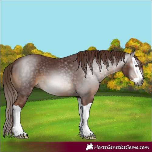 Horse Color:Gray Chestnut Splash