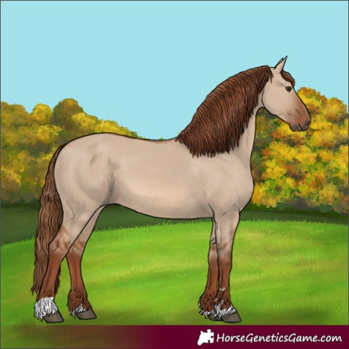 Horse Color:Unknown