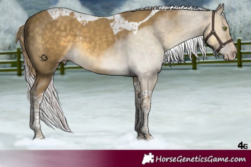 Horse Color:Silver Classic Cream Champagne Tobiano 