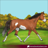 Horse Color:Bay Splash Frame 