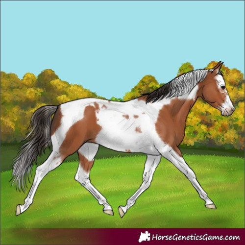Horse Color:Bay Splash Tobiano Frame 