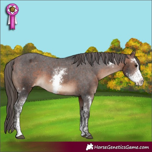 Horse Color:Bay Sabino Varnish Rabicano 