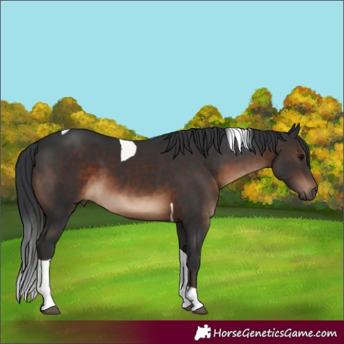 Horse Color:Brown Tobiano 