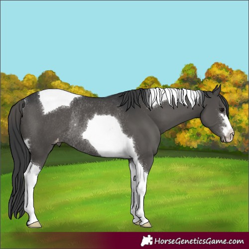 Horse Color:Black Tobiano Varnish Rabicano 