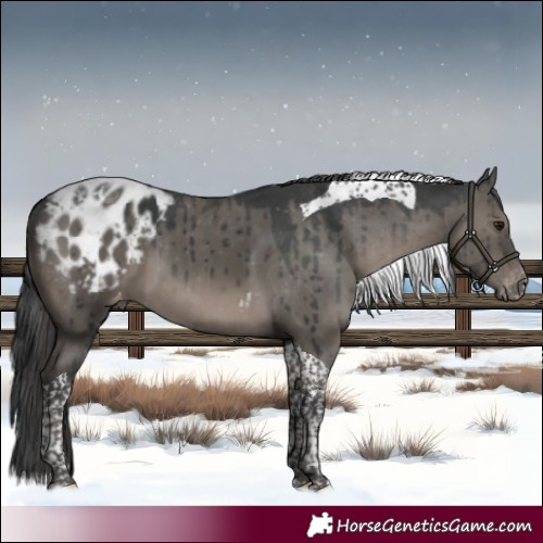 Horse Color:Grullo Tobiano Blanket Brindle 