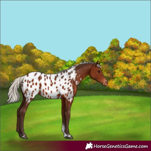 Horse Color:Silver Brown Tobiano Near Leopard 