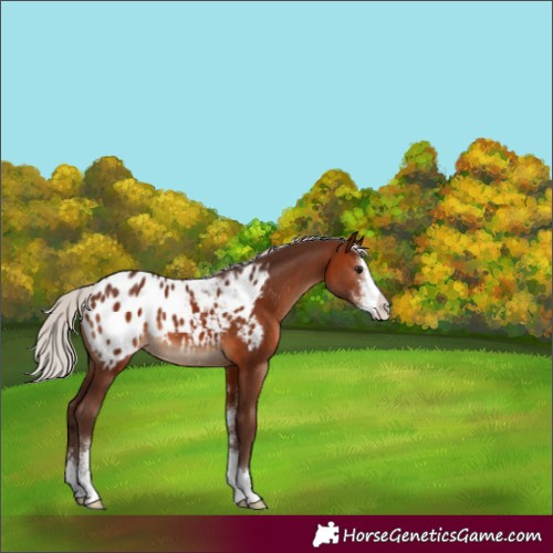 Horse Color:Silver Brown Sabino Blanket 