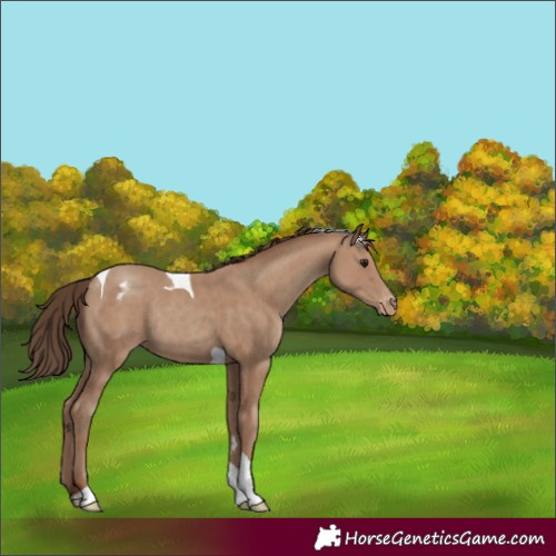 Horse Color:Classic Champagne Tobiano Varnish Rabicano 