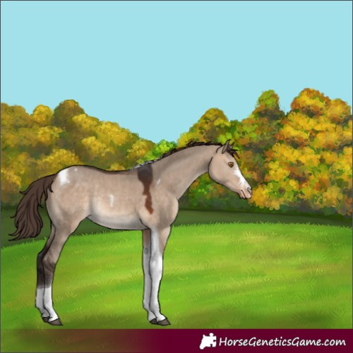 Horse Color:Bay Dun Tobiano Varnish Rabicano 