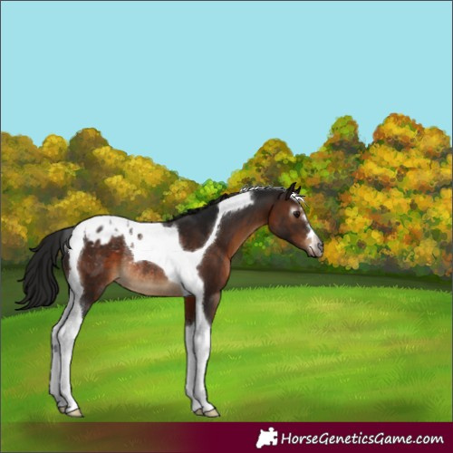 Horse Color:Gray Bay Tobiano Blanket Rabicano 