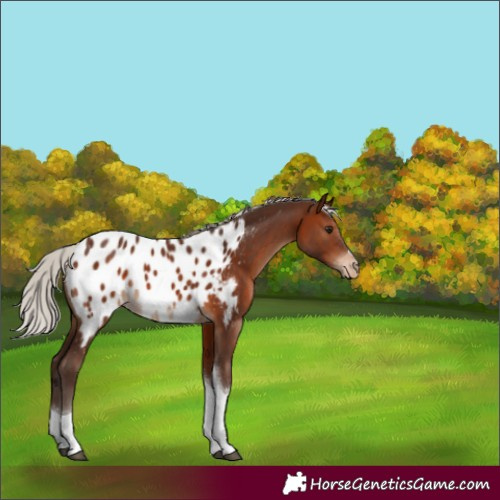 Horse Color:Silver Brown Tobiano Near Leopard Rabicano 