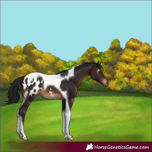 Horse Color:Gray Brown Tobiano Blanket 