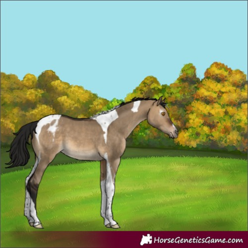 Horse Color:Gray Brown Dun Tobiano Blanket 