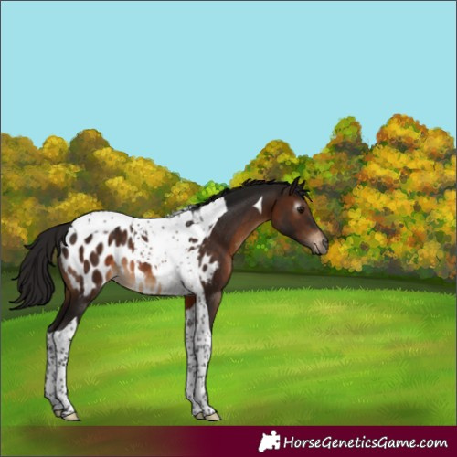 Horse Color:Gray Brown Tobiano Near Leopard Rabicano 