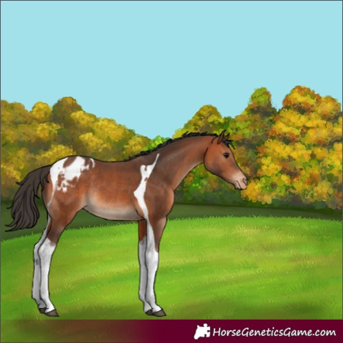Horse Color:Bay Tobiano Blanket Rabicano 