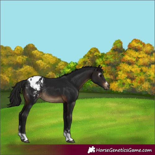 Horse Color:Gray Brown Tobiano Blanket Rabicano 