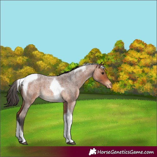 Horse Color:Bay Roan Tobiano Varnish 