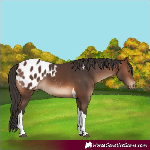 Horse Color:White Spotted Brown Tobiano Blanket 