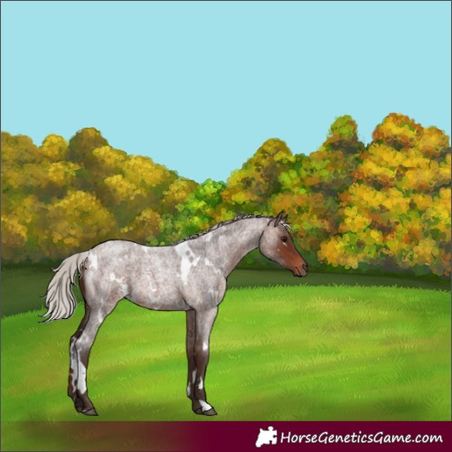 Horse Color:White Spotted Silver Brown Roan 
