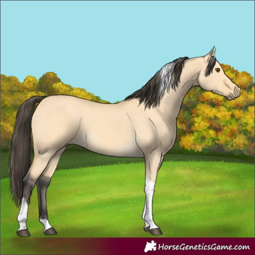 Horse Color:Buckskin Dun Tobiano 