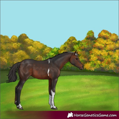 Horse Color:Brown Tobiano 