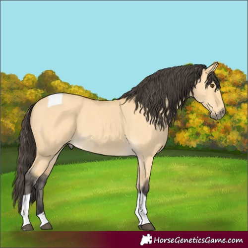 Horse Color:Buckskin Dun Tobiano 